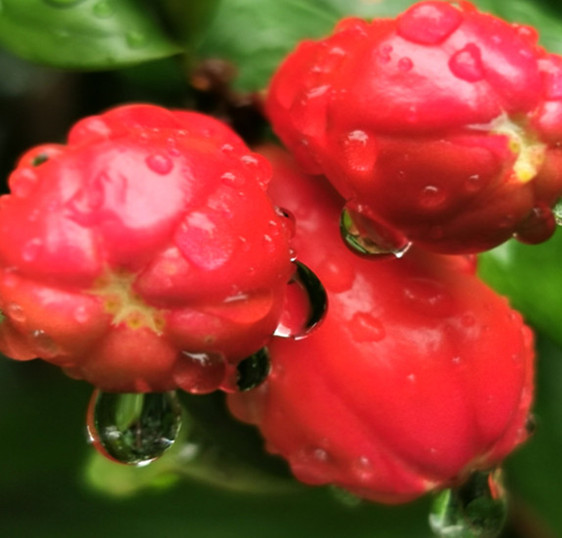 Pomegranate planting base